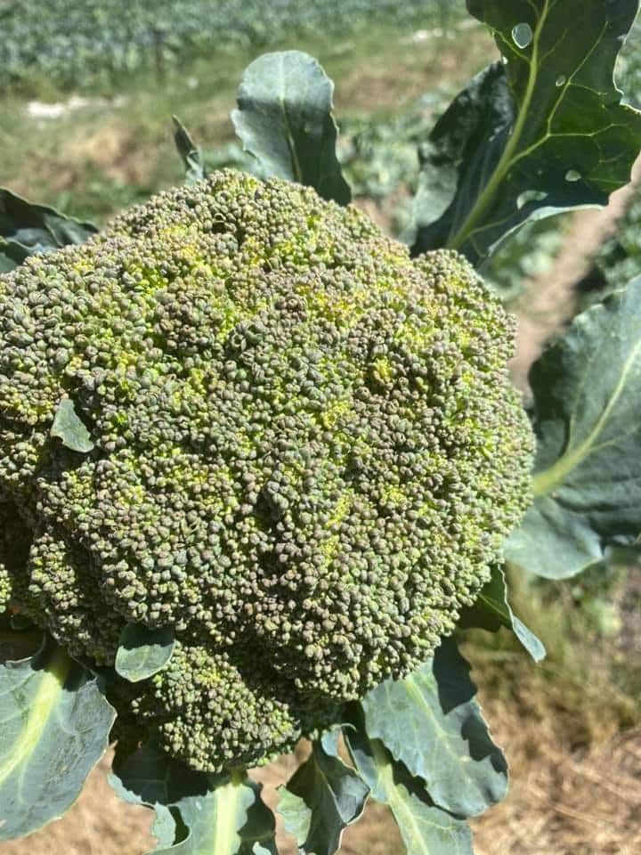 our summer broccoli